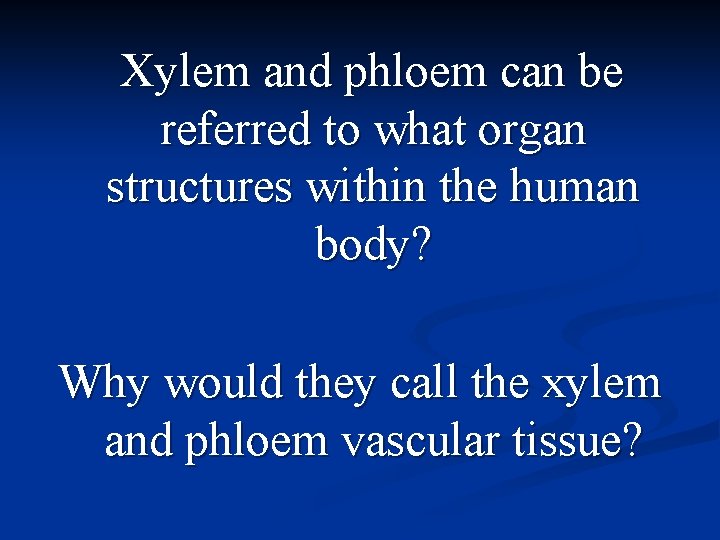 Xylem and phloem can be referred to what organ structures within the human body?