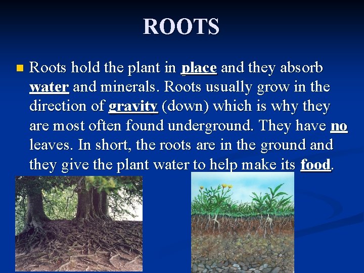 ROOTS n Roots hold the plant in place and they absorb water and minerals.