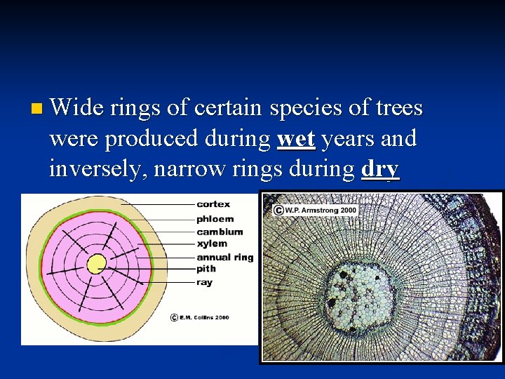 n Wide rings of certain species of trees were produced during wet years and