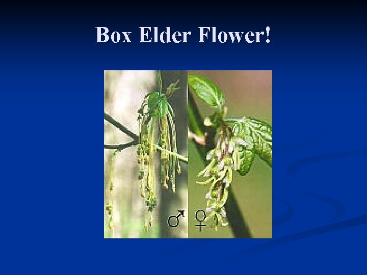 Box Elder Flower! 