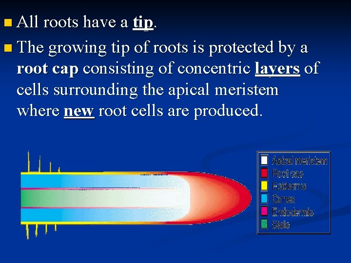 n All roots have a tip. n The growing tip of roots is protected