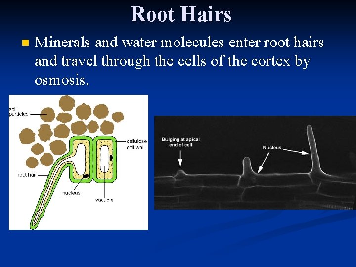 Root Hairs n Minerals and water molecules enter root hairs and travel through the