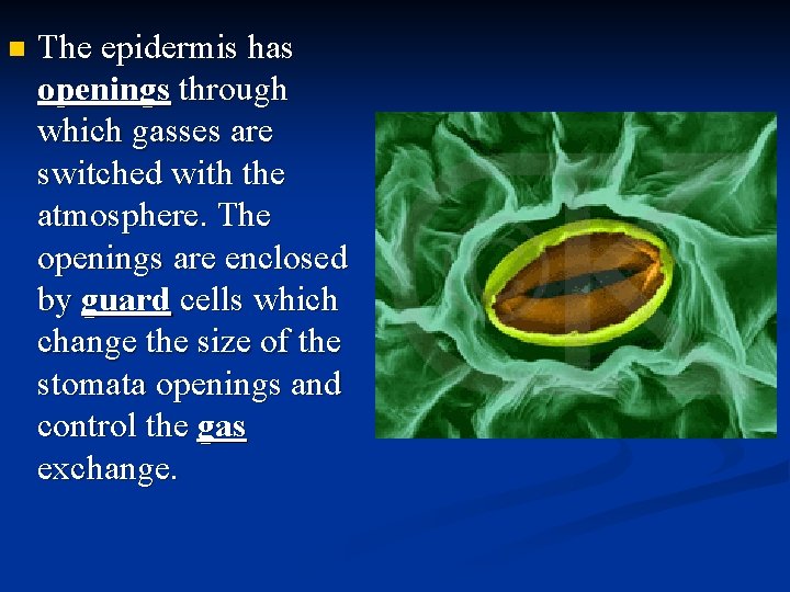 n The epidermis has openings through which gasses are switched with the atmosphere. The