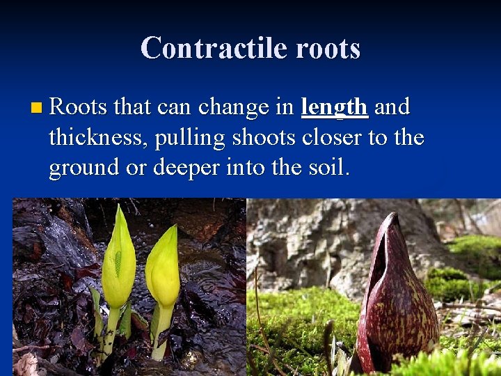 Contractile roots n Roots that can change in length and thickness, pulling shoots closer