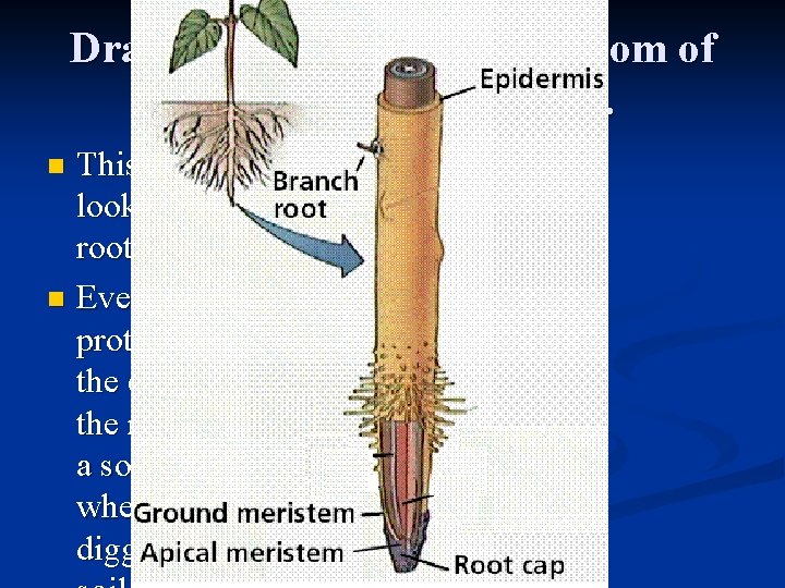 Draw this picture on the bottom of page 11. Label it Roots. This is