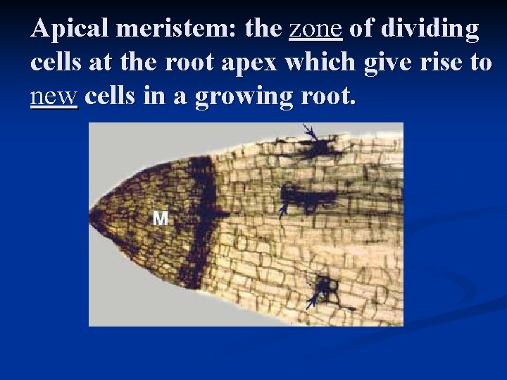 Apical meristem: the zone of dividing cells at the root apex which give rise