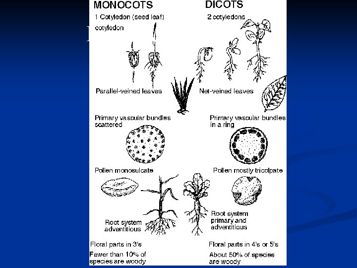 Monocots vs. Dicots 