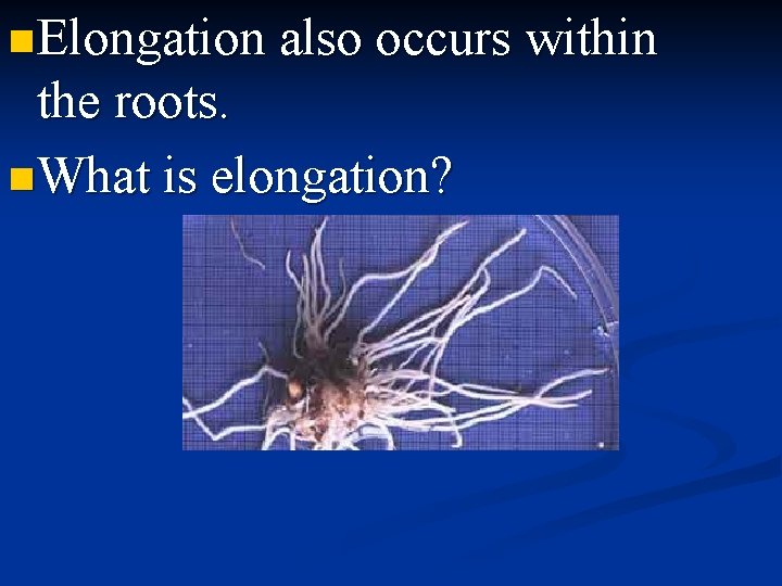 n Elongation also occurs within the roots. n What is elongation? 