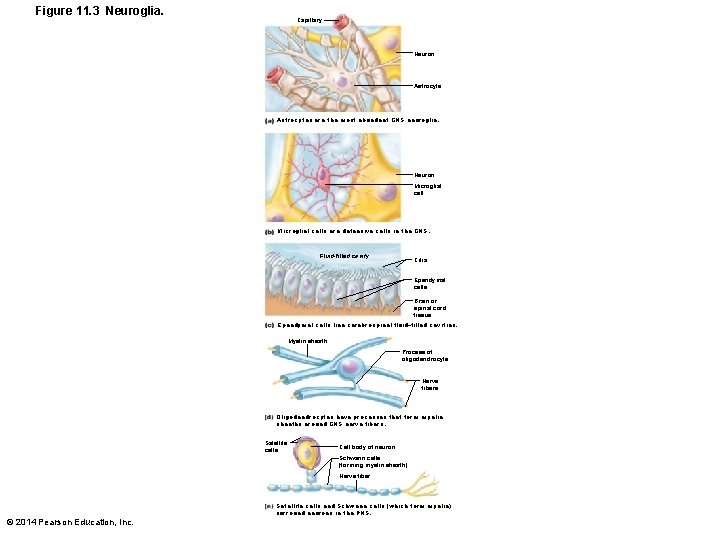 Figure 11. 3 Neuroglia. Capillary Neuron Astrocytes are the most abundant CNS neuroglia. Neuron