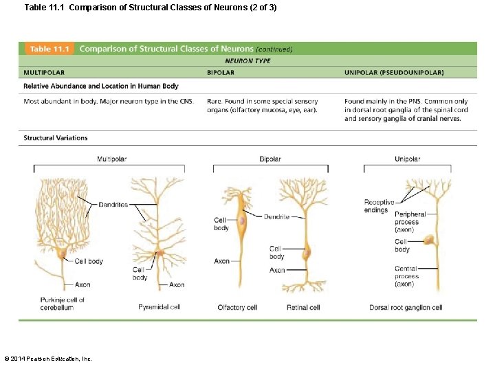 Table 11. 1 Comparison of Structural Classes of Neurons (2 of 3) © 2014