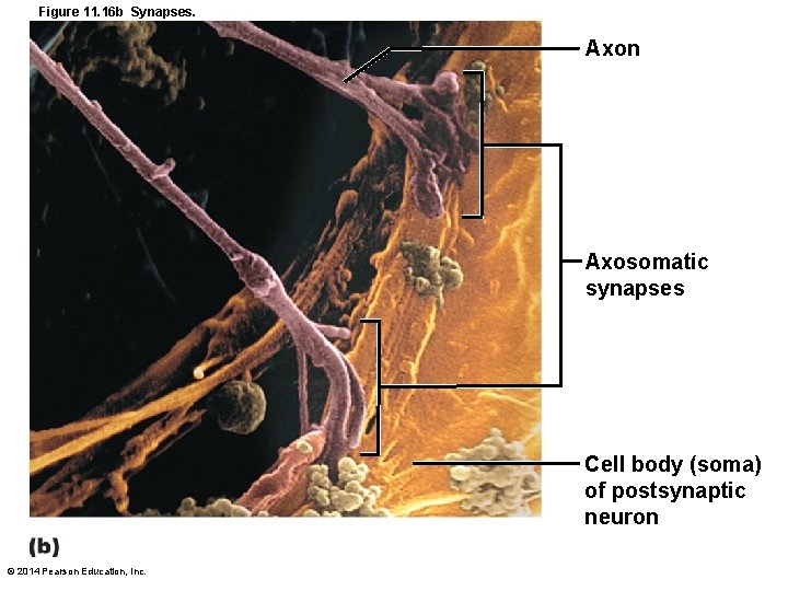 Figure 11. 16 b Synapses. Axon Axosomatic synapses Cell body (soma) of postsynaptic neuron