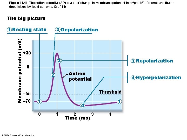 Figure 11. 11 The action potential (AP) is a brief change in membrane potential