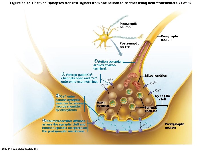 Figure 11. 17 Chemical synapses transmit signals from one neuron to another using neurotransmitters.