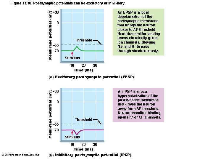 Membrane potential (m. V) Figure 11. 18 Postsynaptic potentials can be excitatory or inhibitory.