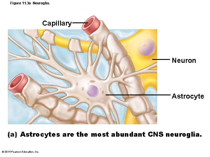 Figure 11. 3 a Neuroglia. Capillary Neuron Astrocytes are the most abundant CNS neuroglia.