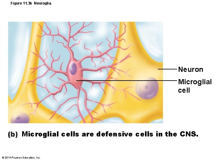 Figure 11. 3 b Neuroglia. Neuron Microglial cells are defensive cells in the CNS.