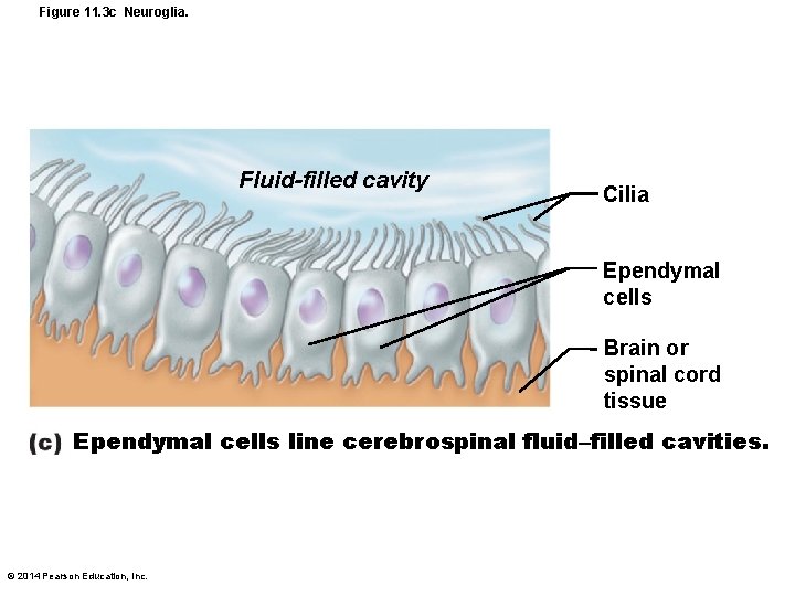 Figure 11. 3 c Neuroglia. Fluid-filled cavity Cilia Ependymal cells Brain or spinal cord