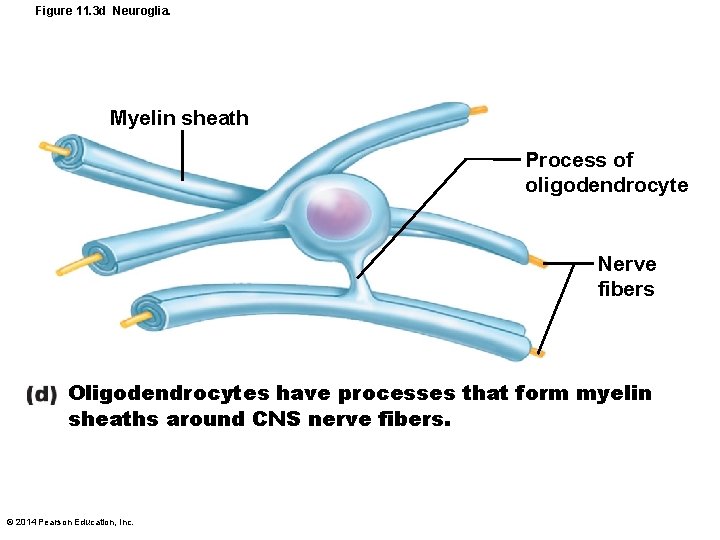 Figure 11. 3 d Neuroglia. Myelin sheath Process of oligodendrocyte Nerve fibers Oligodendrocytes have