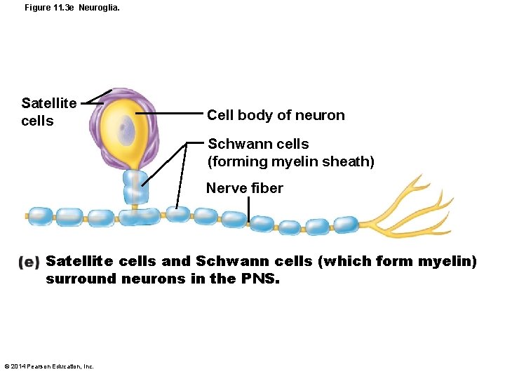 Figure 11. 3 e Neuroglia. Satellite cells Cell body of neuron Schwann cells (forming