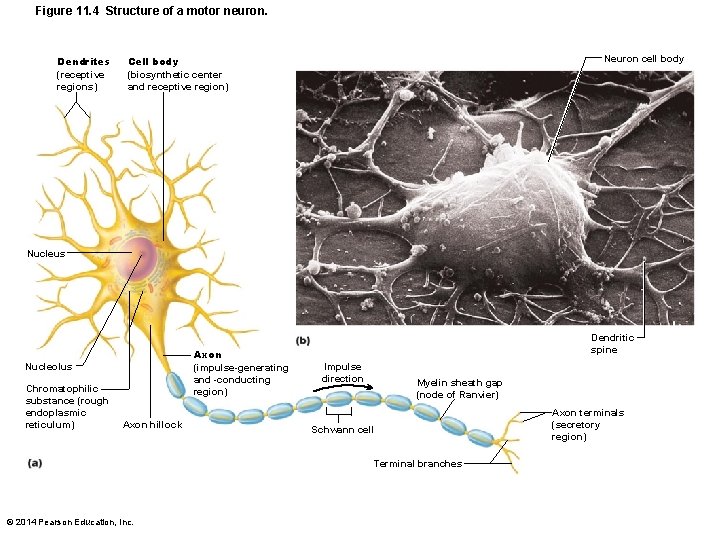 Figure 11. 4 Structure of a motor neuron. Dendrites (receptive regions) Neuron cell body