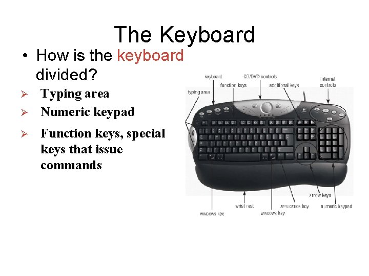 The Keyboard • How is the keyboard divided? Ø Ø Ø Typing area Numeric The Keyboard • How is the keyboard divided? Ø Ø Ø Typing area Numeric