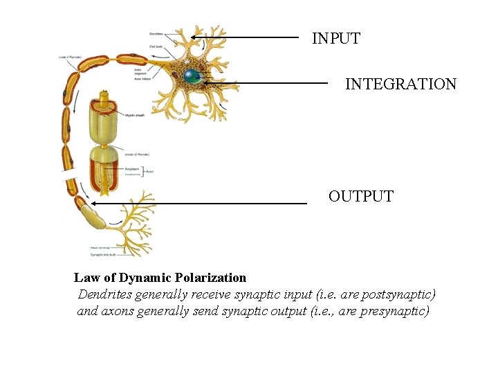 COGNITIVE SCIENCE 17 The Electric Brain Part 1