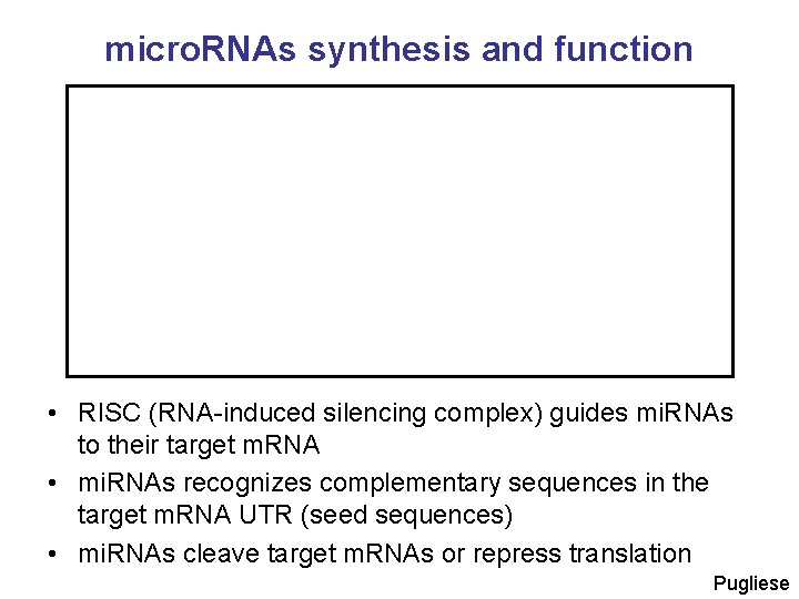 micro. RNAs synthesis and function • RISC (RNA-induced silencing complex) guides mi. RNAs to