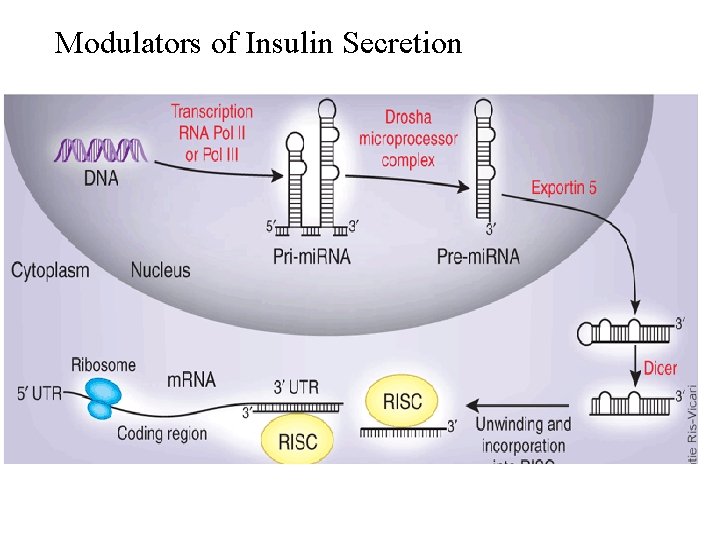 Modulators of Insulin Secretion 
