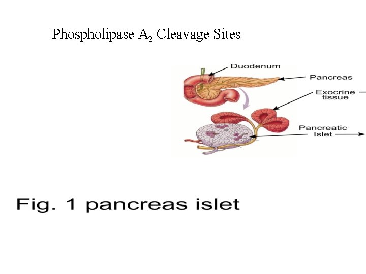 Phospholipase A 2 Cleavage Sites 