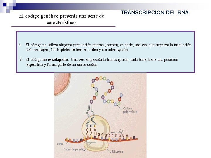 El código genético presenta una serie de características 6. TRANSCRIPCIÓN DEL RNA El código El código genético presenta una serie de características 6. TRANSCRIPCIÓN DEL RNA El código