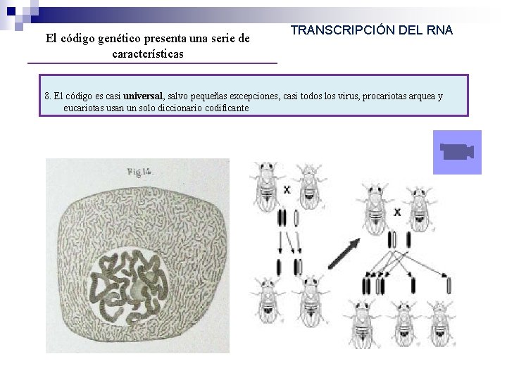 El código genético presenta una serie de características TRANSCRIPCIÓN DEL RNA 8. El código El código genético presenta una serie de características TRANSCRIPCIÓN DEL RNA 8. El código