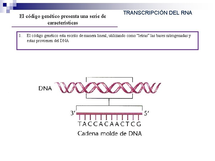 El código genético presenta una serie de características 1. TRANSCRIPCIÓN DEL RNA El código El código genético presenta una serie de características 1. TRANSCRIPCIÓN DEL RNA El código