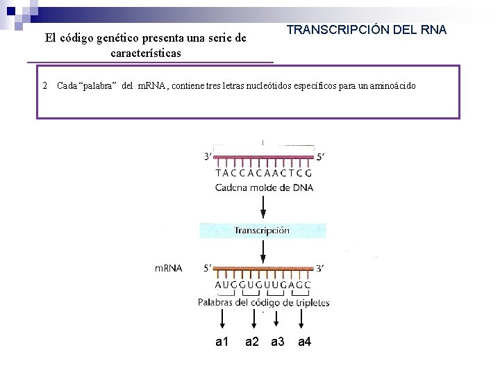 El código genético presenta una serie de características 2 TRANSCRIPCIÓN DEL RNA Cada “palabra” El código genético presenta una serie de características 2 TRANSCRIPCIÓN DEL RNA Cada “palabra”