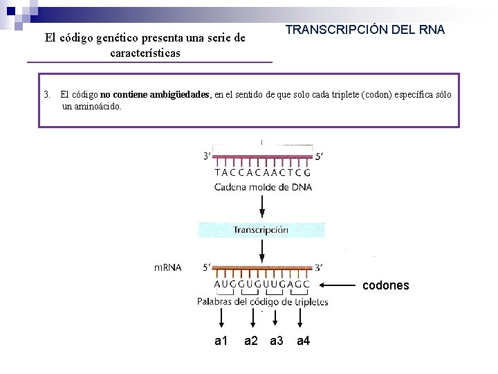 El código genético presenta una serie de características 3. TRANSCRIPCIÓN DEL RNA El código El código genético presenta una serie de características 3. TRANSCRIPCIÓN DEL RNA El código
