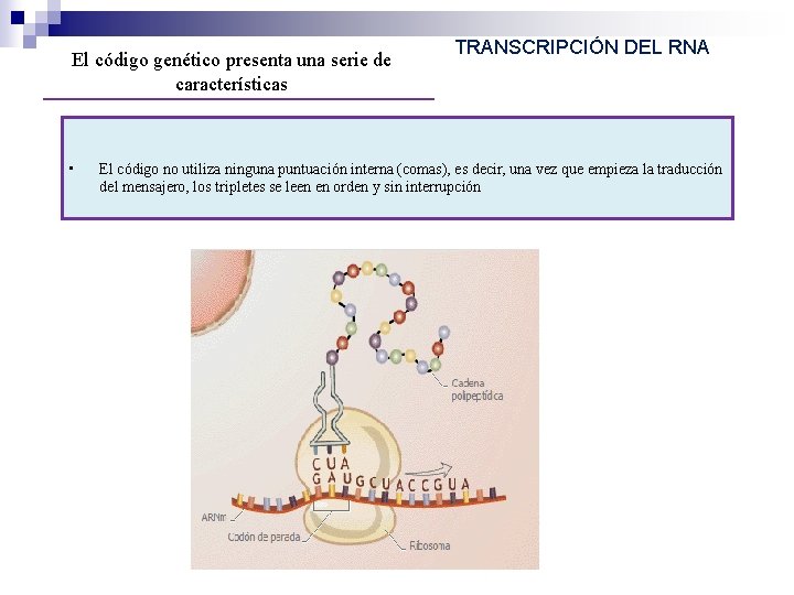 El código genético presenta una serie de características • TRANSCRIPCIÓN DEL RNA El código El código genético presenta una serie de características • TRANSCRIPCIÓN DEL RNA El código