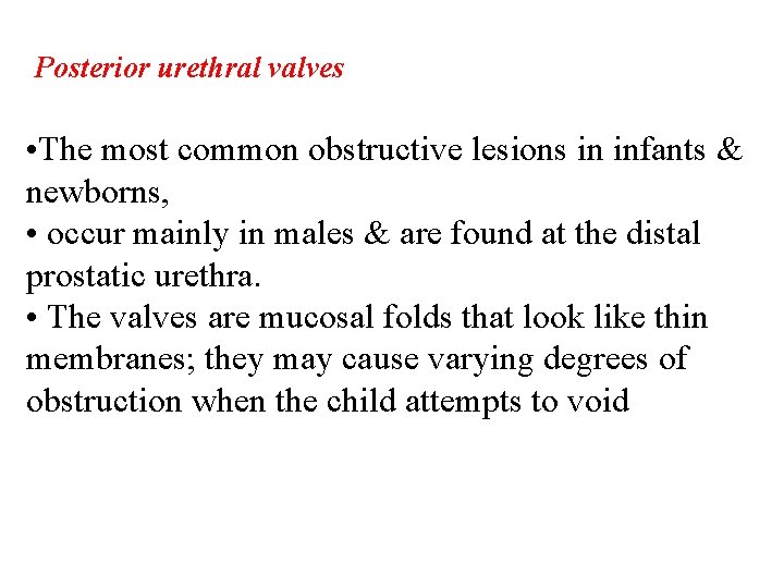 Posterior urethral valves • The most common obstructive lesions in infants & newborns, •