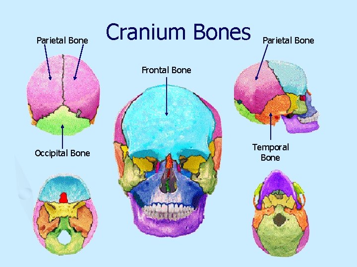 Parietal Bone Cranium Bones Parietal Bone Frontal Bone Occipital Bone Temporal Bone 