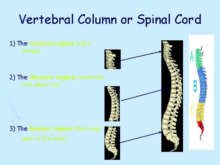 Vertebral Column or Spinal Cord 1) The cervical region (neck bones) 2) The thorasic