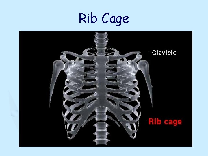 Rib Cage 