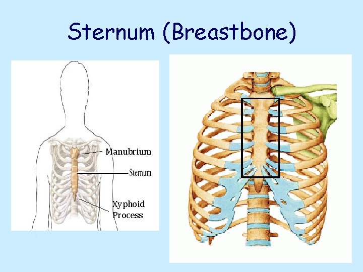 Sternum (Breastbone) Manubrium Xyphoid Process 