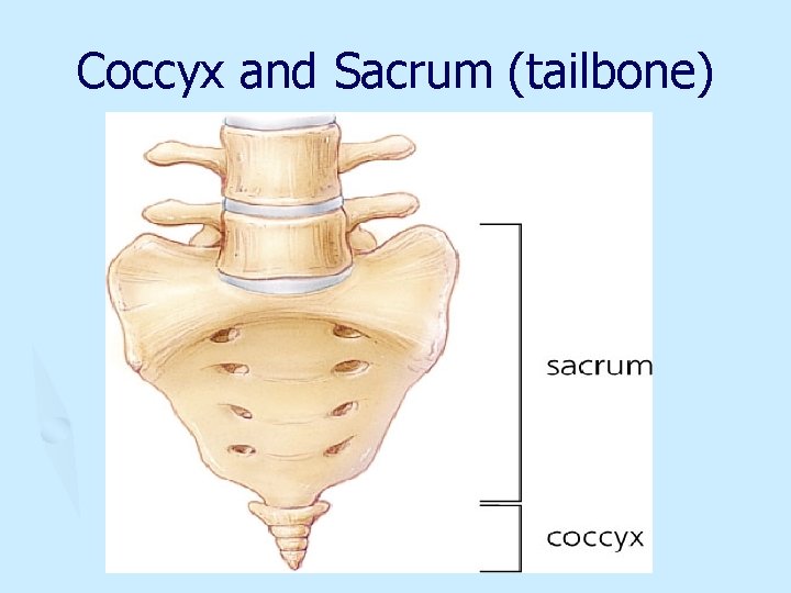 Coccyx and Sacrum (tailbone) 