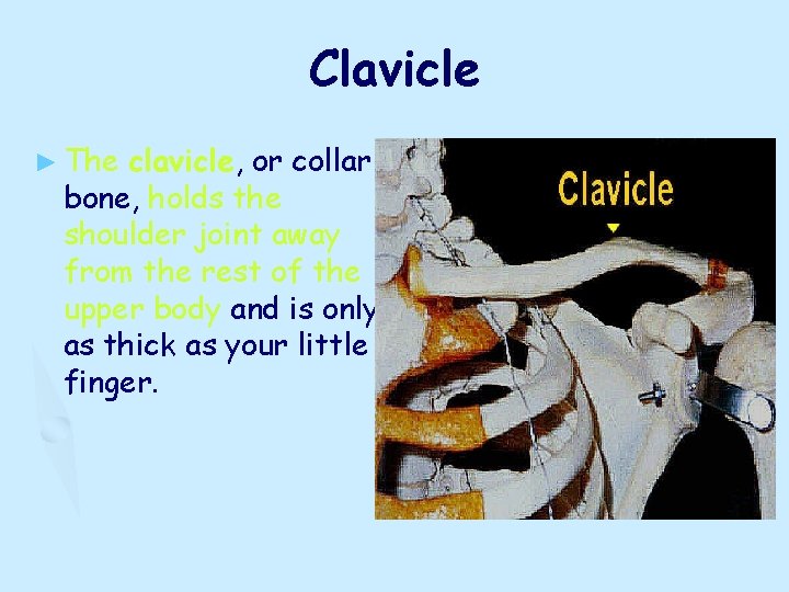 Clavicle ► The clavicle, or collar bone, holds the shoulder joint away from the