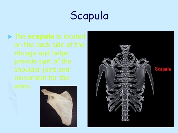 Scapula ► The scapula is located on the back side of the ribcage and