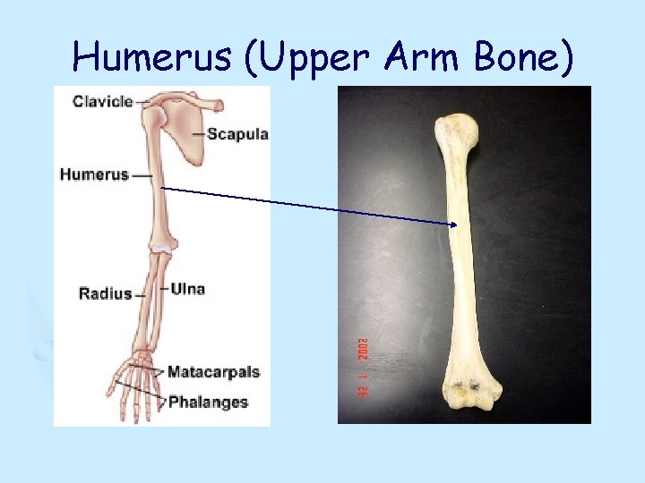 Humerus (Upper Arm Bone) 