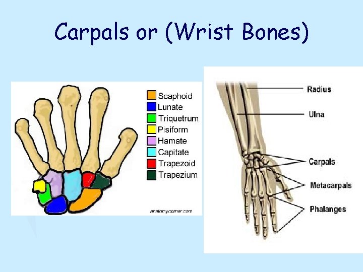 Carpals or (Wrist Bones) 