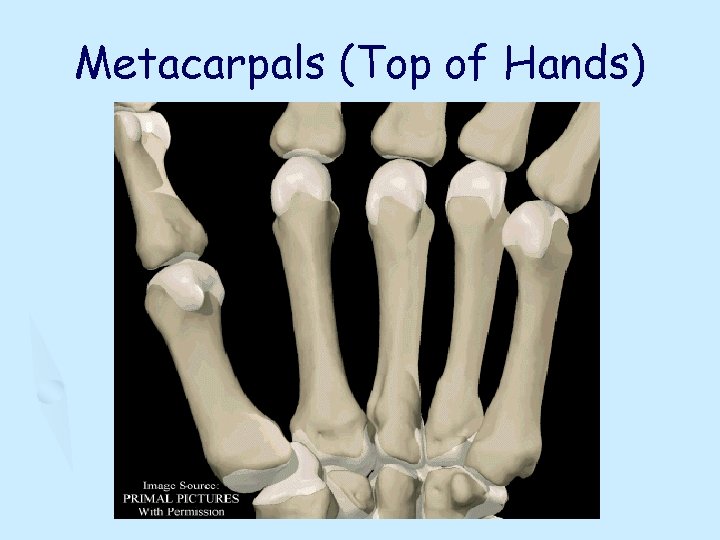 Metacarpals (Top of Hands) 