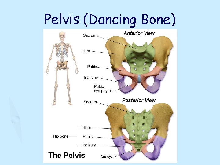 Pelvis (Dancing Bone) 