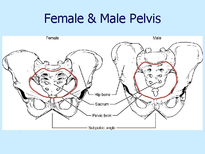 Female & Male Pelvis 