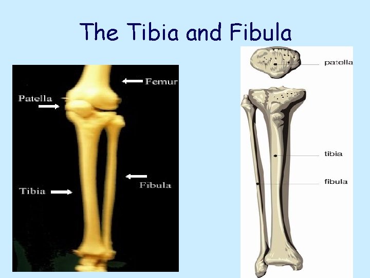 The Tibia and Fibula 