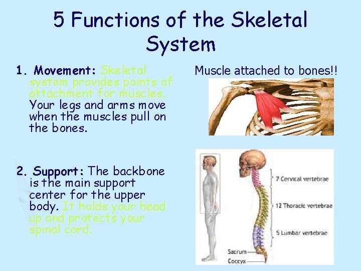 5 Functions of the Skeletal System 1. Movement: Skeletal system provides points of attachment
